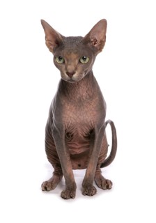 Naked cat