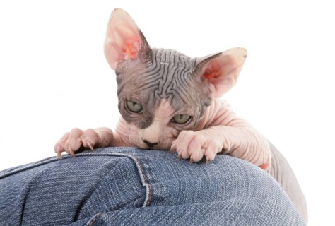 Naked cat