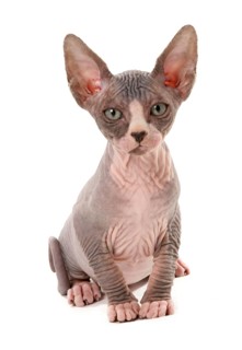 Naked Cat