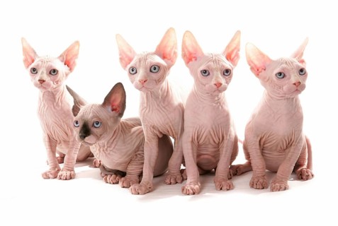 Naked Cats