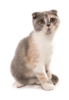 Domestic cat