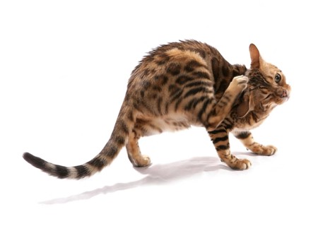 Domestic cat