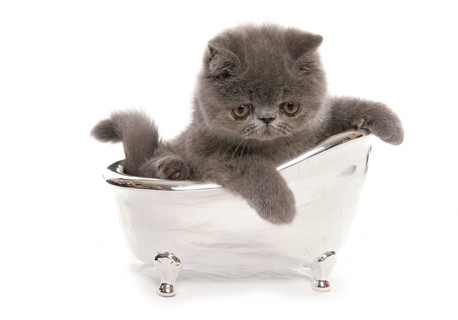 Exotic Shorthair