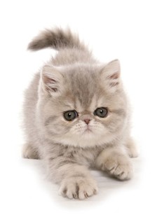 Exotic shorthair