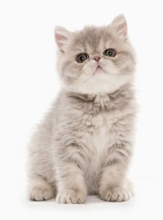 Exotic Shorthair