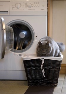 Domestic Cat