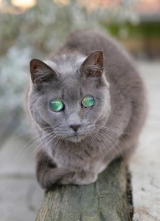 Domestic cat with cataract
