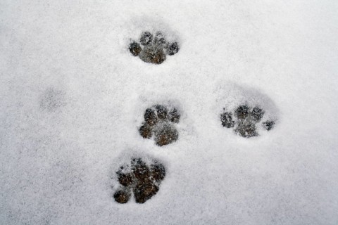 Domestic cats