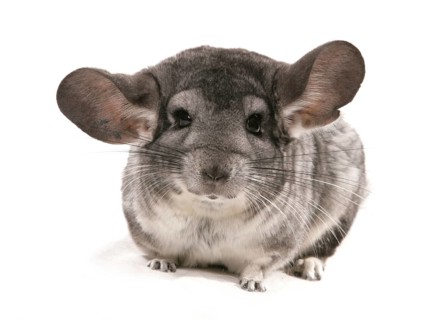 Chinchilla