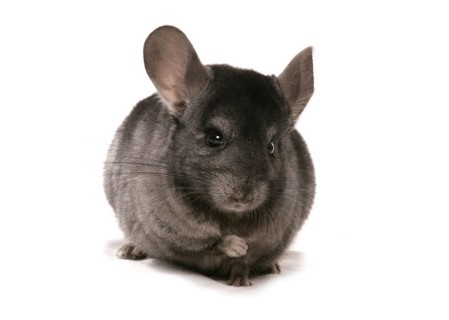 Chinchilla
