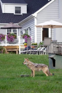 Coyote