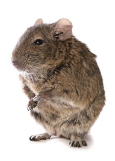 Degu