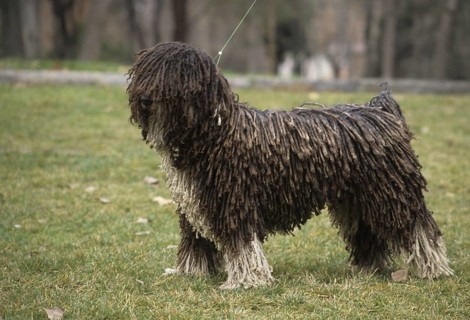 Domestic dog