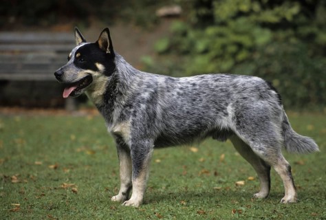Domestic Dog