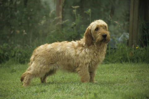Domestic Dog