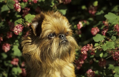 Domestic dog