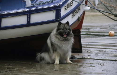 Domestic dog