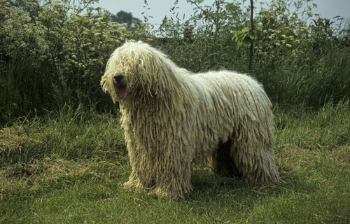 Domestic Dog