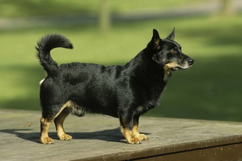 Domestic Dog