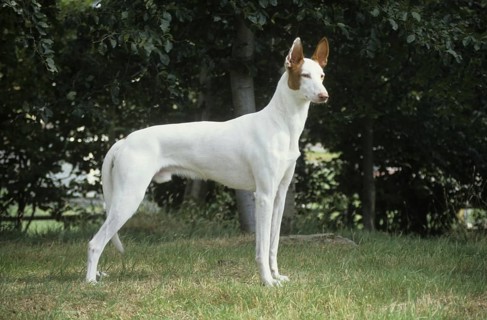 Domestic dog