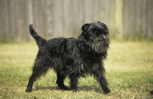 Affenpinscher