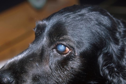 English Cocker Spaniel with cataract
