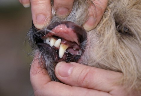 Teeth check for Cairn Terrier