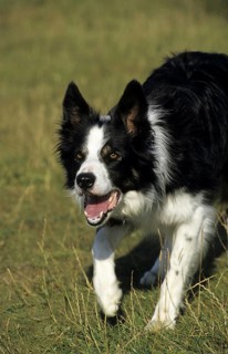 Domestic Dog