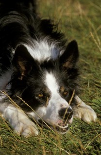 Domestic Dog