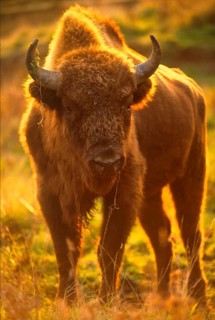 European bisons