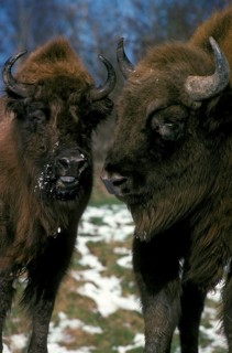 Wisent