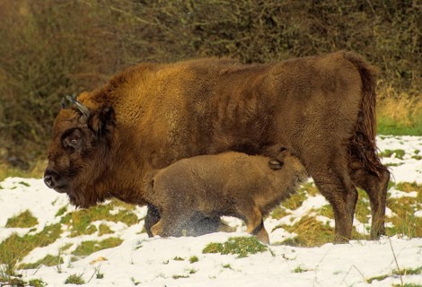 European bisons