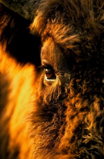 Wisent