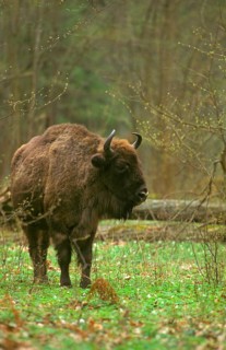 European bisons