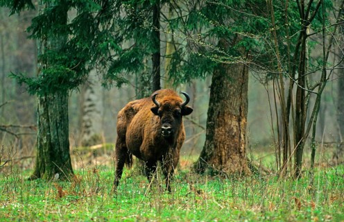 European bisons