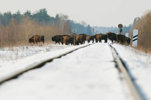 European european bison
