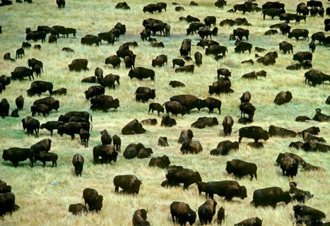 North American Bison