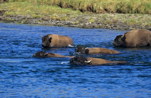 American bison
