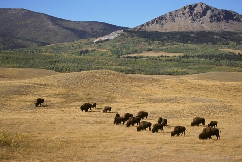 Bison