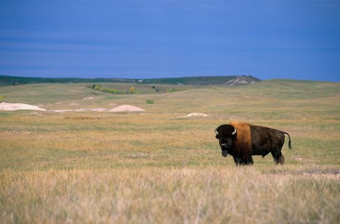 American Bison