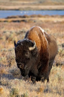 Bison