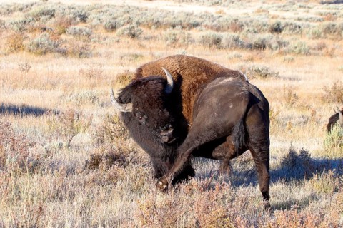 Bison