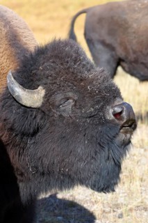 Bison