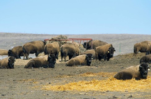 American bison