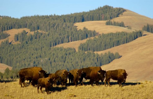 North American Bison