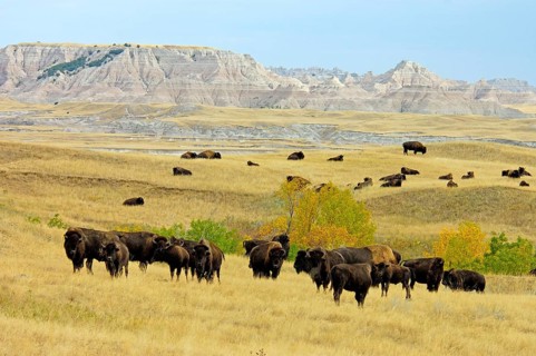 North American Bison