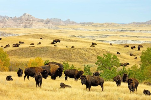 North American Bison