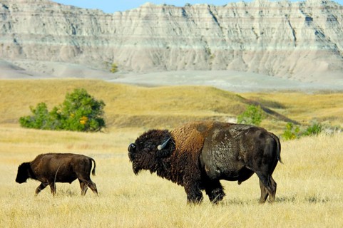 North American Bison