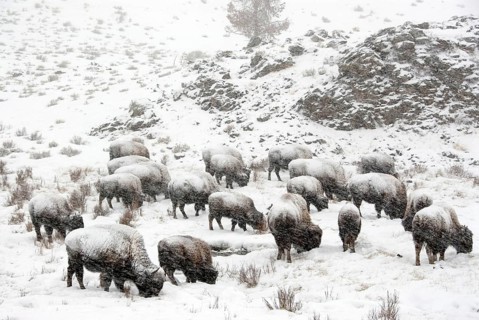 North American Bison