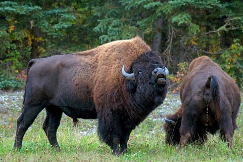Wood bison